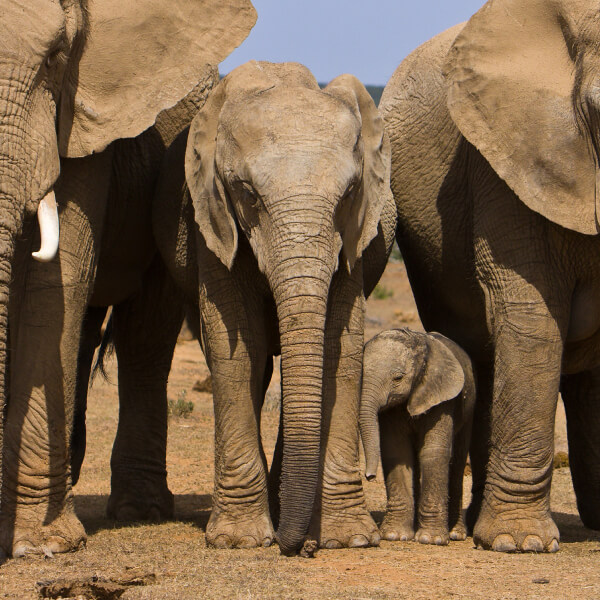 Things to do near Jeffreys Bay, Addo Elephant Park. Elephants standing in a row.