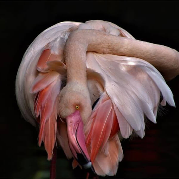 Things to Do Near Jeffreys Bay, Birds of Eden. Flamingo Portrait