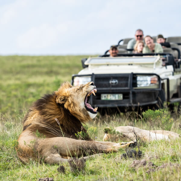 Things to Do Near Jeffreys Bay, Lalibela Lion in front of game drive roaring.