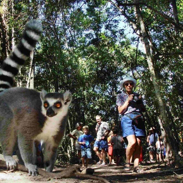 Things to Do Near Jeffreys Bay, Monkey Land. Monkey in front of tourists in forest