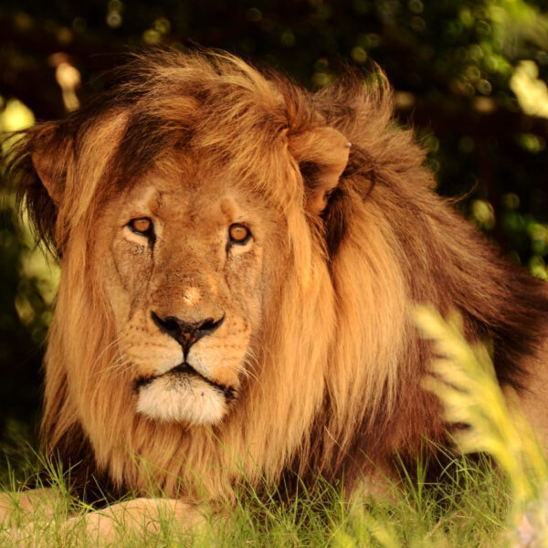 Things to Do Jeffreys Bay, Schotia Safaris, Lion resting in Shade