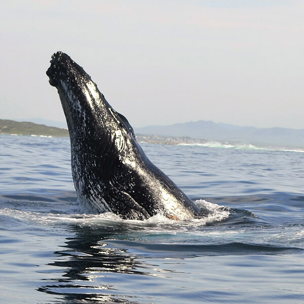 Things to do near Jeffreys Bay, St Francis Safaris. Whale breaches from water.