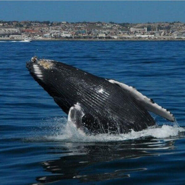 Things to Do Jeffreys Bay, Whale breaching water.